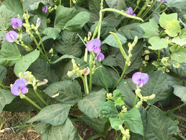 chawla or cowpea self seeded 600